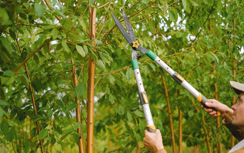 Tree trimming in Puxico, MO